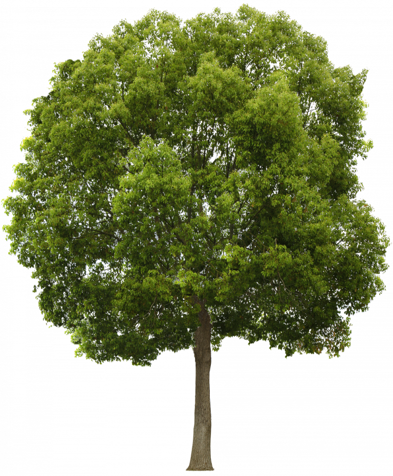 png tree image free downloader